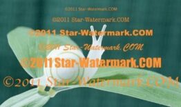 （水印軟體）Star Watermark Ultimate 1.1.3